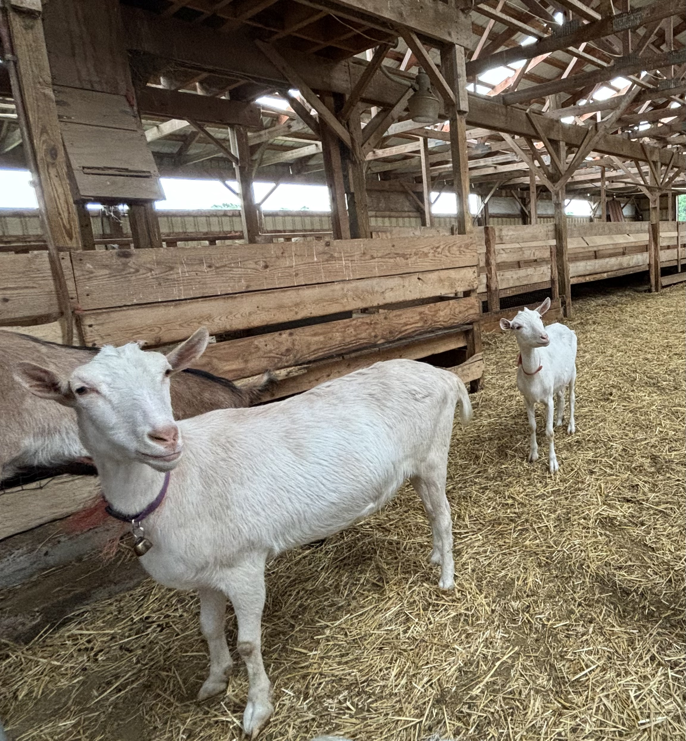 FLFO 2024 June concert Lively Run Dairy Goat Farm