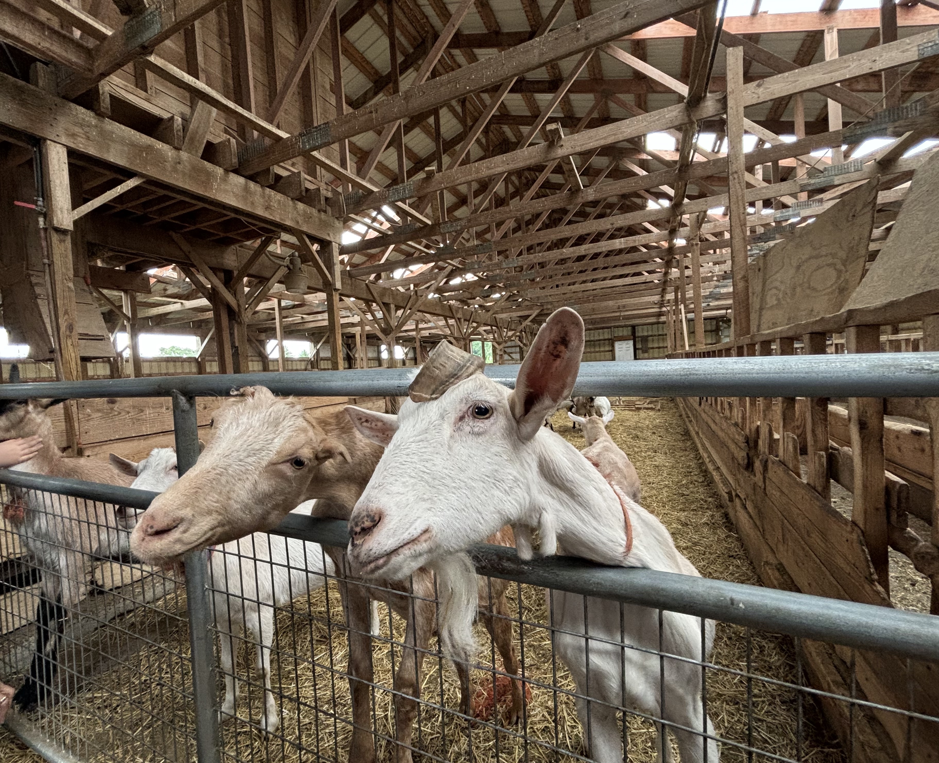 FLFO 2024 June concert Lively Run Dairy Goat Farm