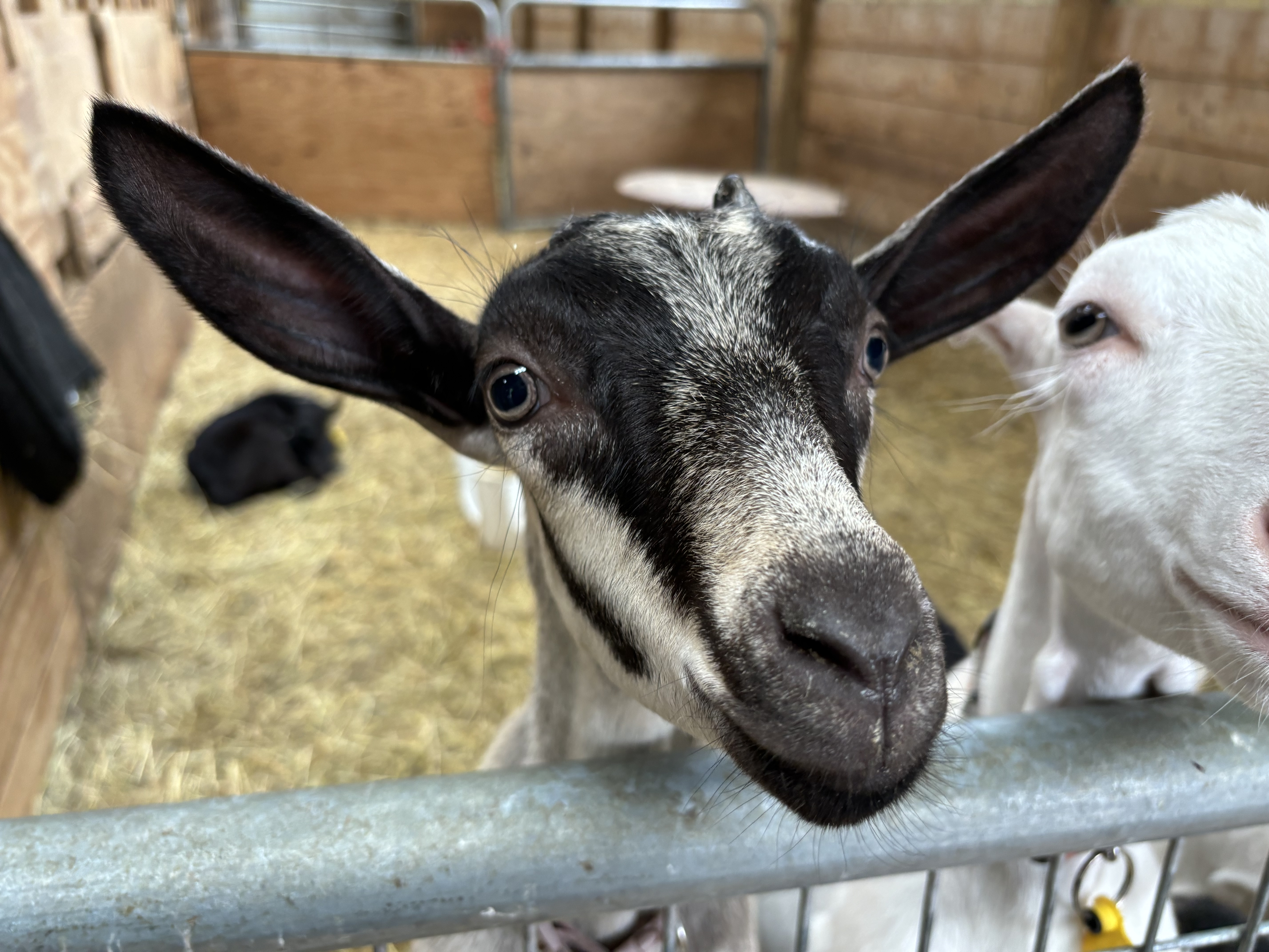 FLFO 2024 June concert Lively Run Dairy Goat Farm