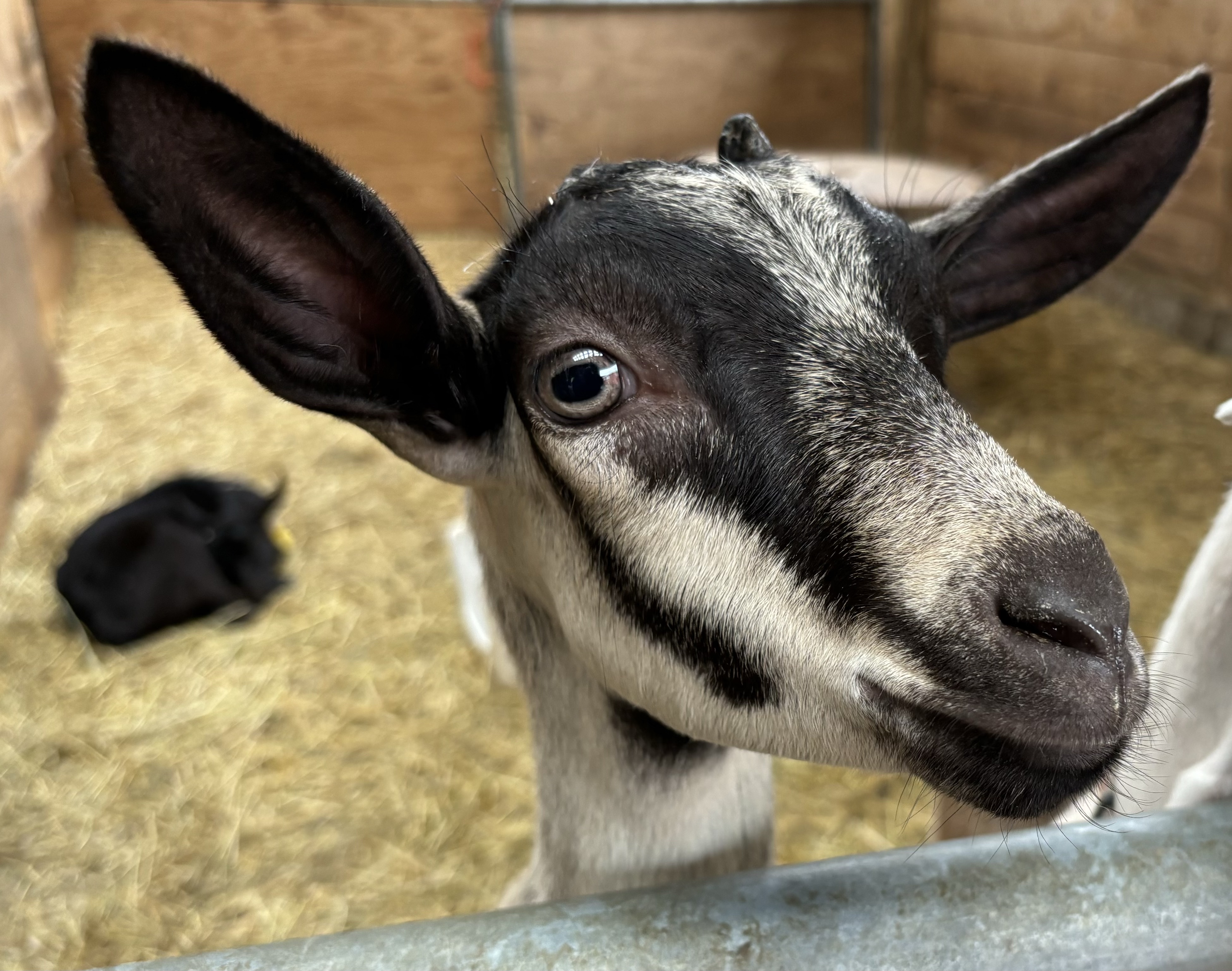 FLFO 2024 June concert Lively Run Dairy Goat Farm