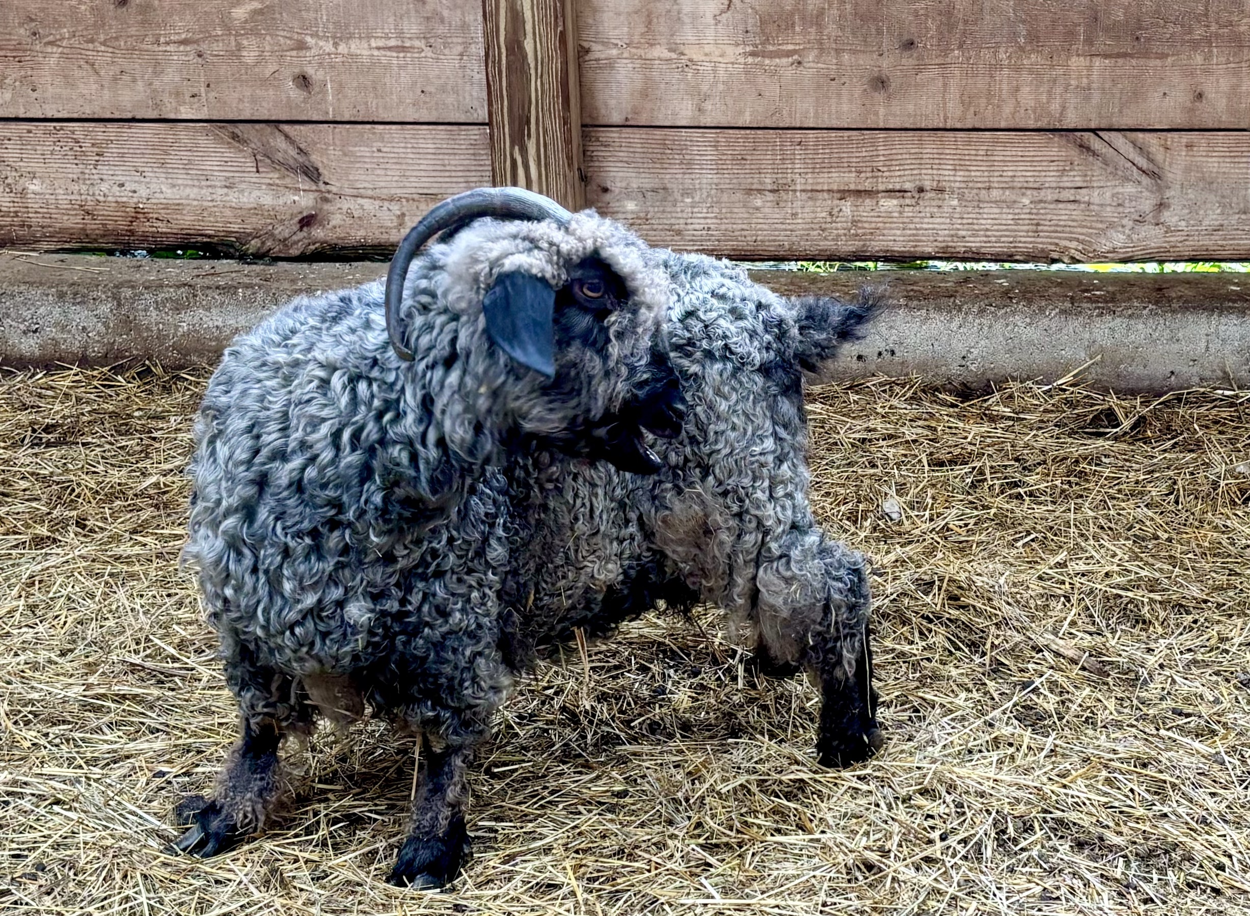 FLFO 2024 June concert Lively Run Dairy Goat Farm